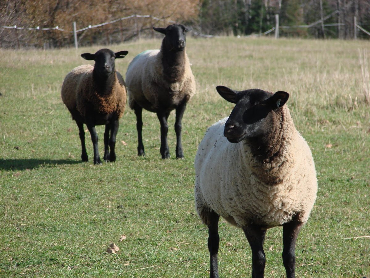 Быки дикий Суффолк
