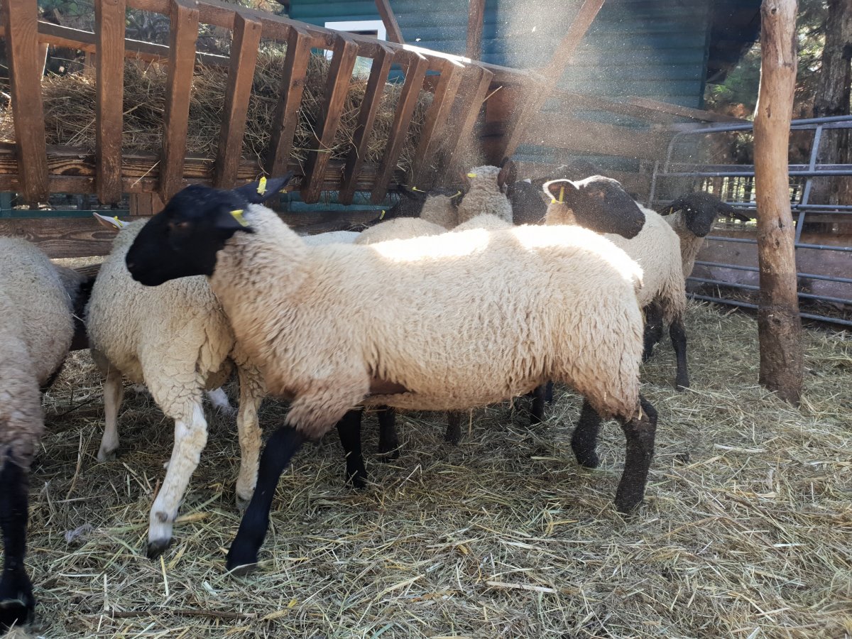 Овца породы Норфолк