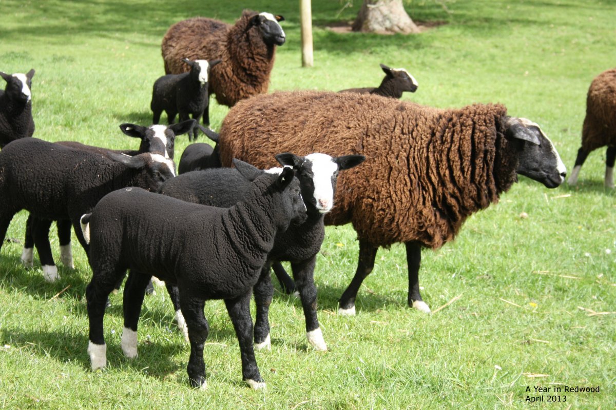 Овца Суффолк (m) (88636b)