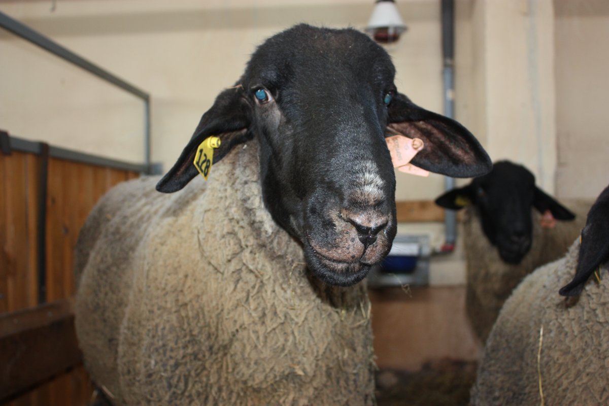 Овцы породы Суффолк