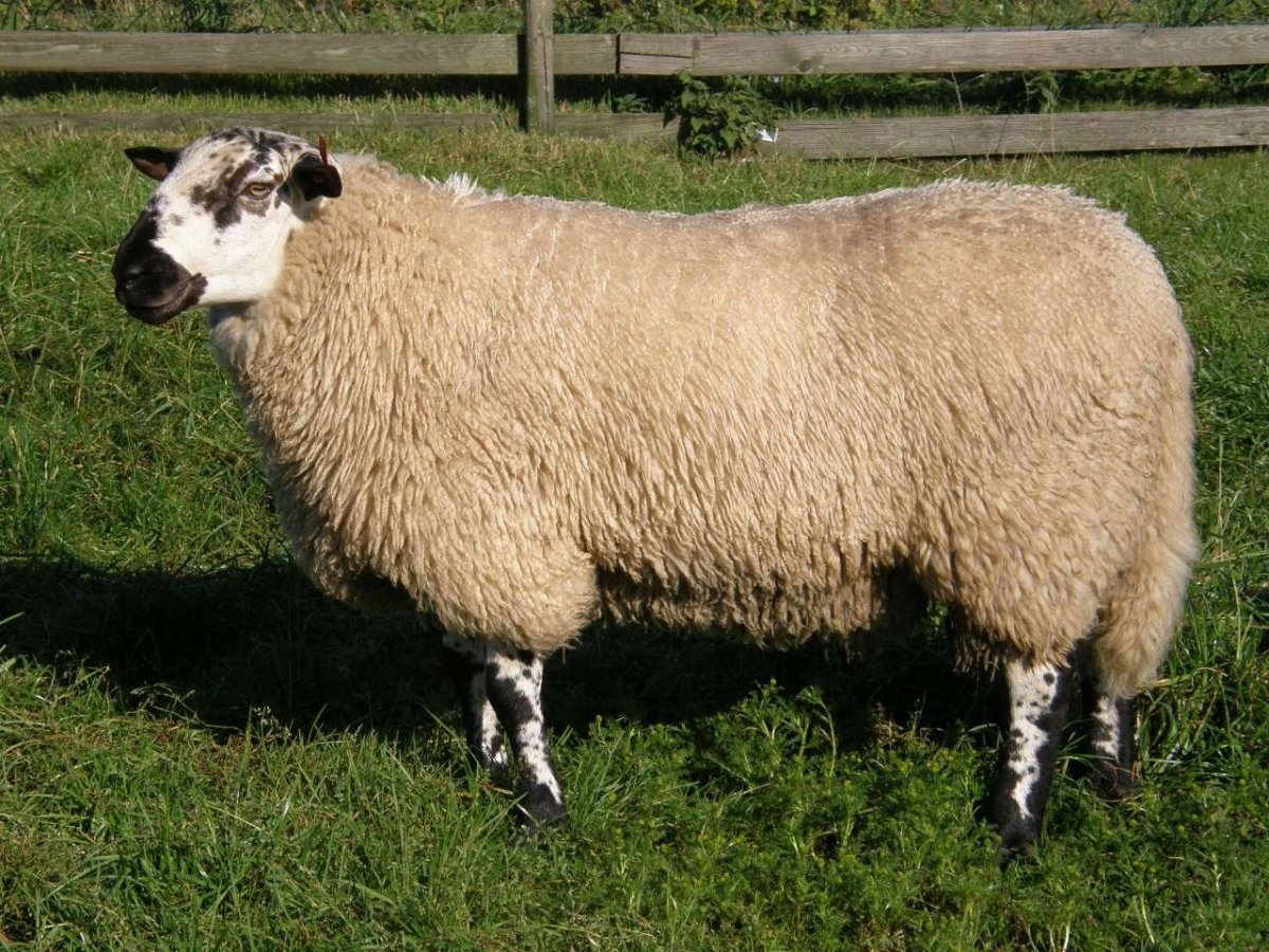 Саффолк овцы