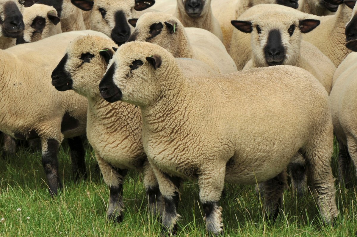 Овцы породы Тексель на Кудыкиной горе
