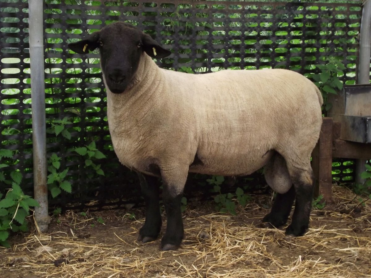 Овцы породы Суффолк