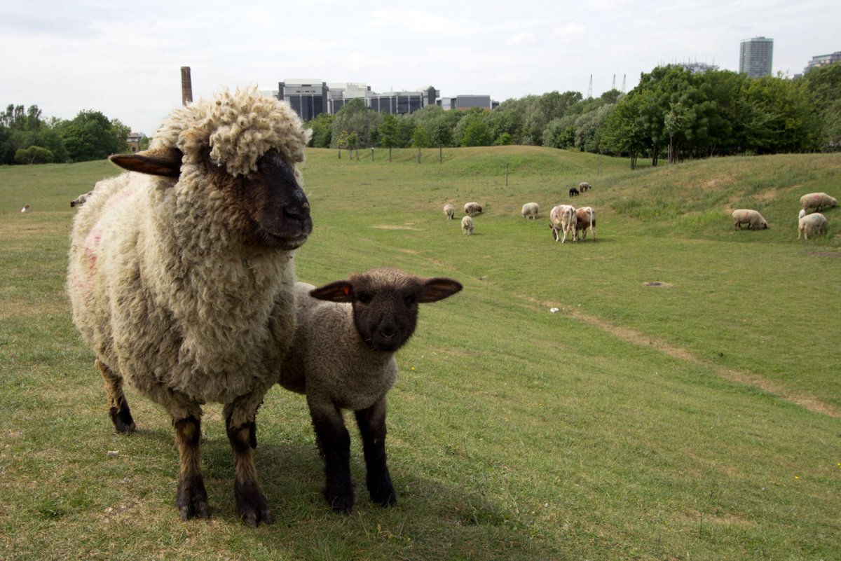 Порода овец белорусская