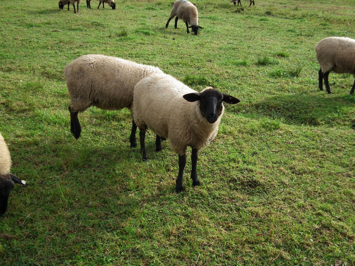 Саффолк порода овец