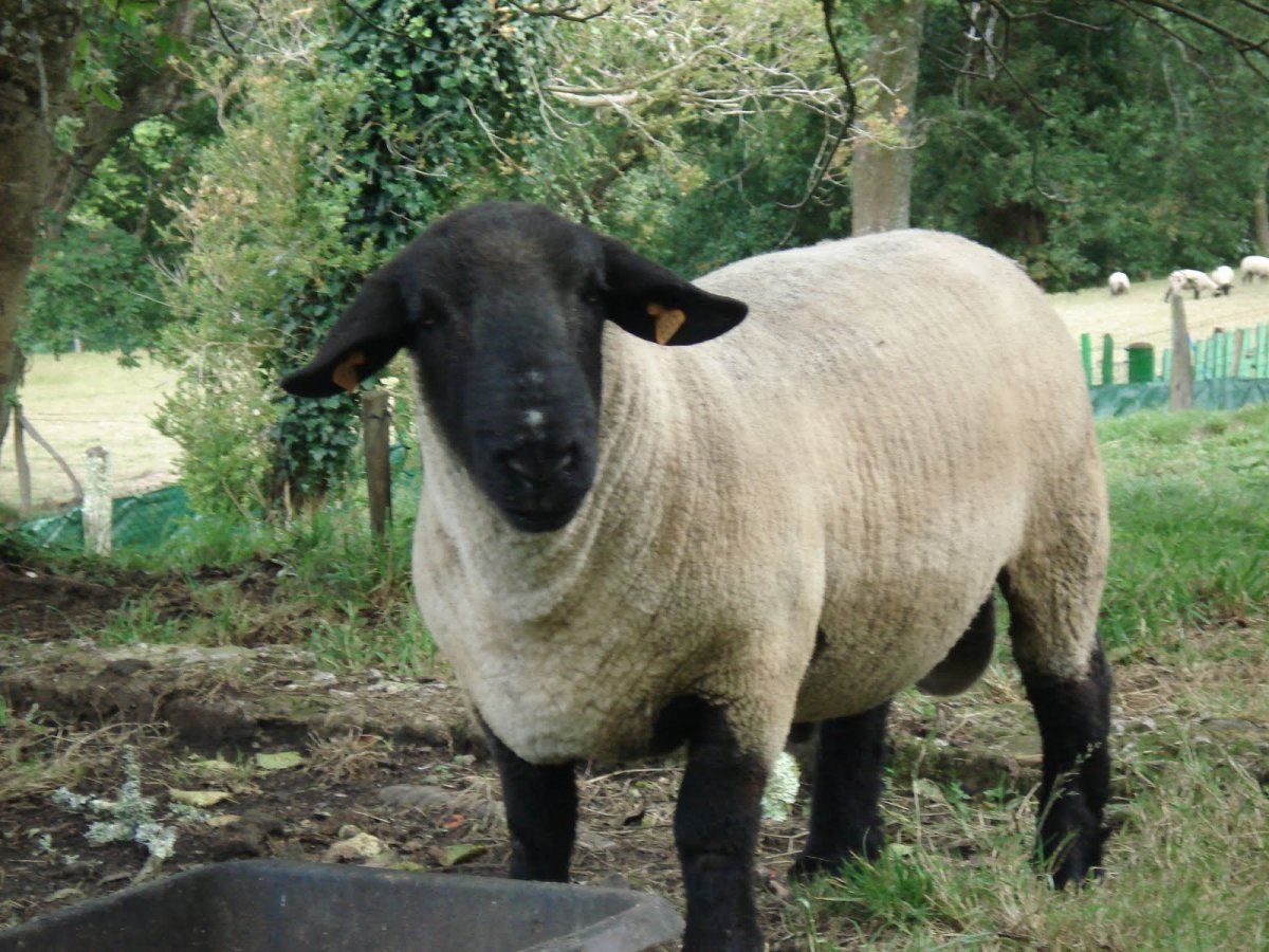 Овцы породы Суффолк