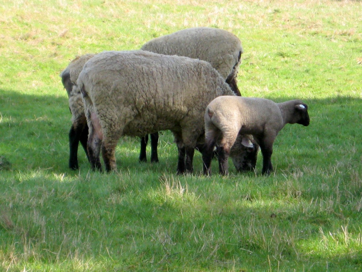 Гемпшир порода овец