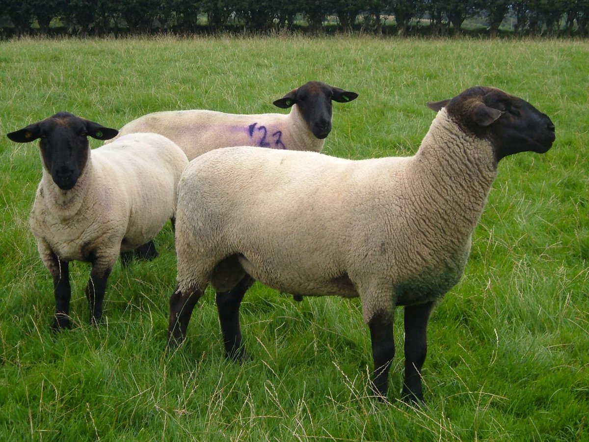 Овцы породы Суффолк