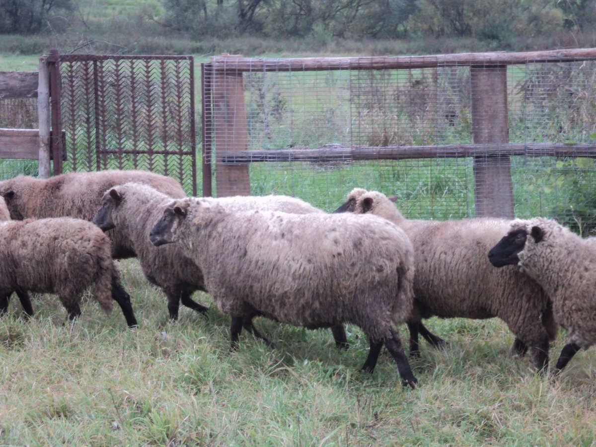 Порода безрогих Баранов