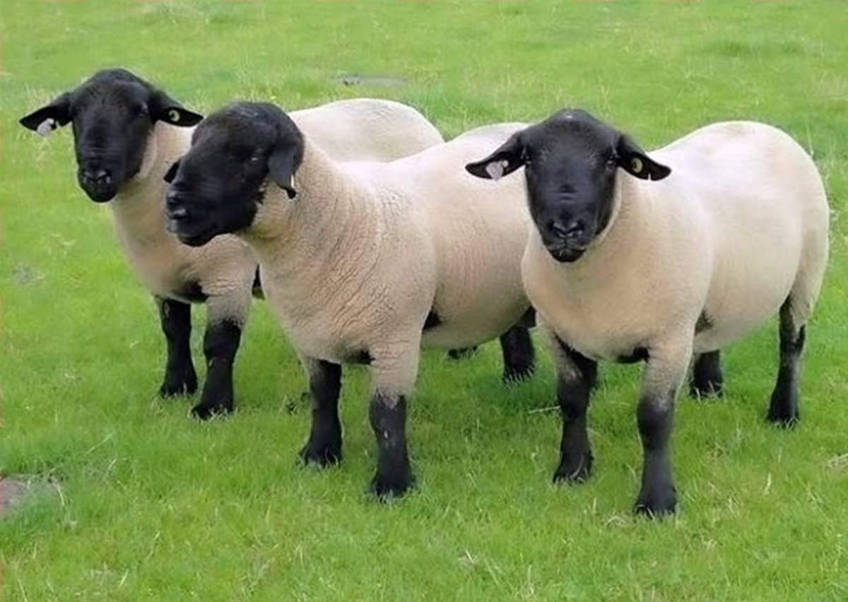 Породы Баранов Суффолк