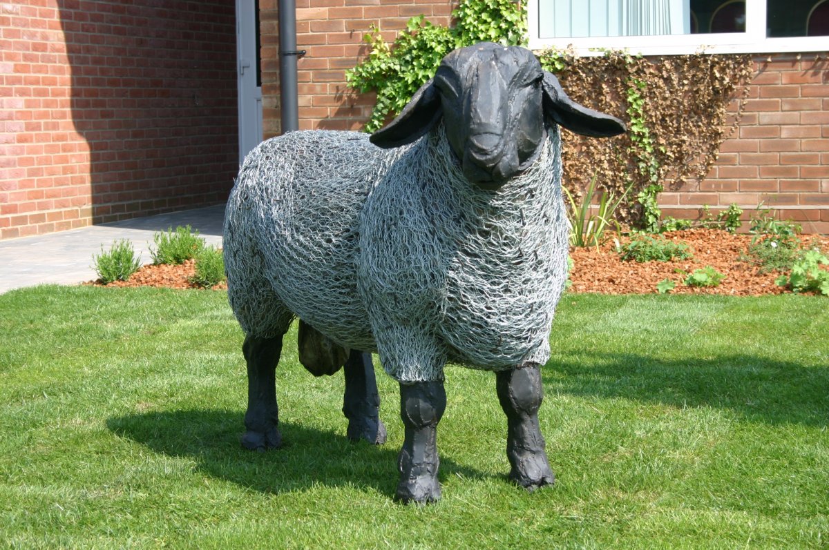 Ташлинская порода овец