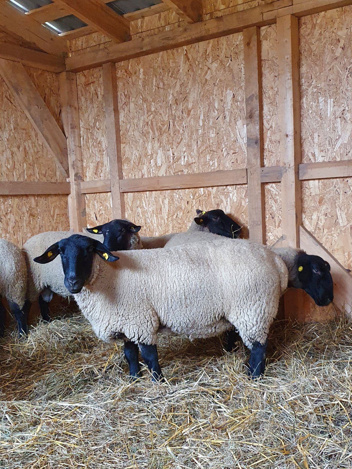 Михновская порода овец