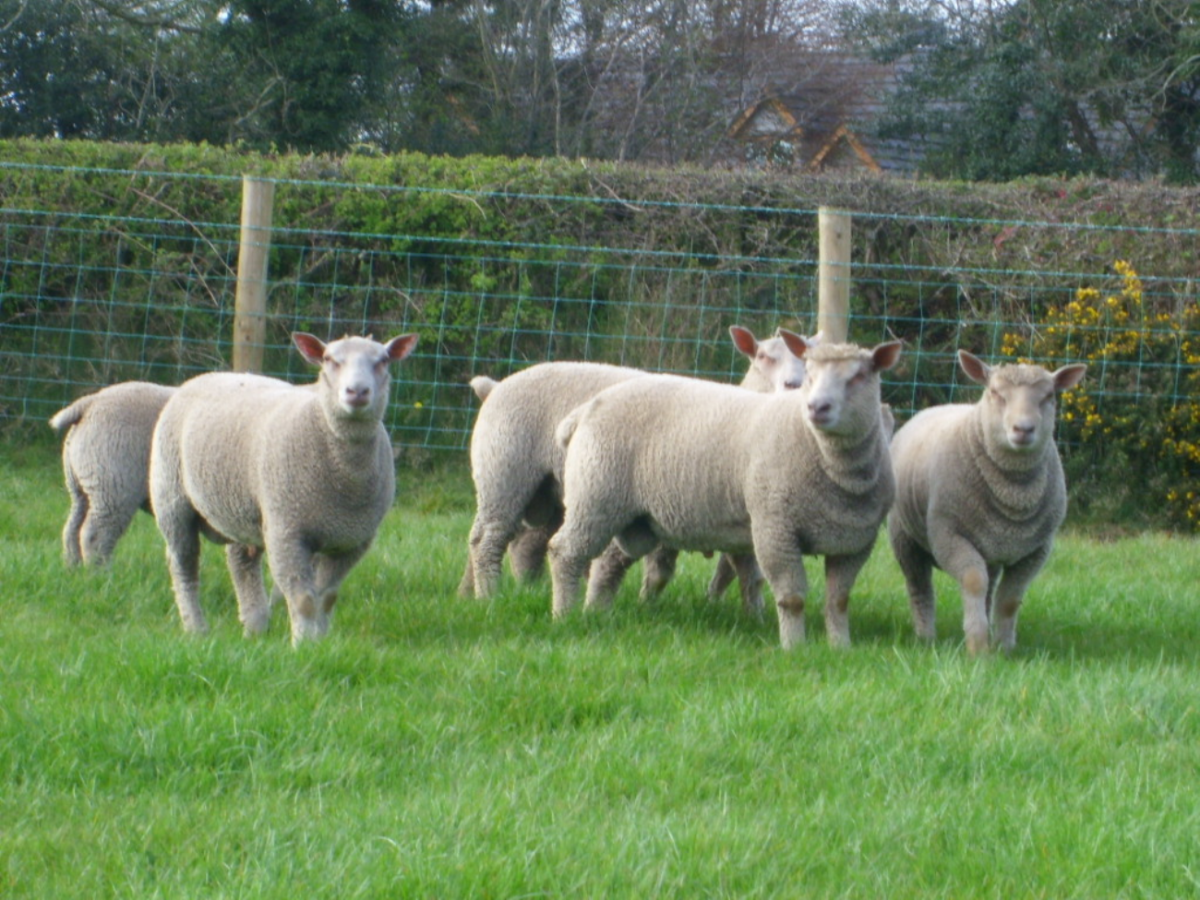 Саутдаун порода овец