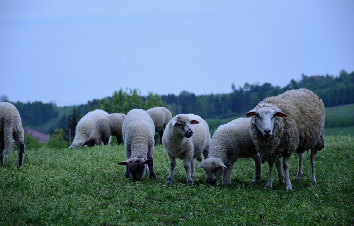 Суффолк овцы