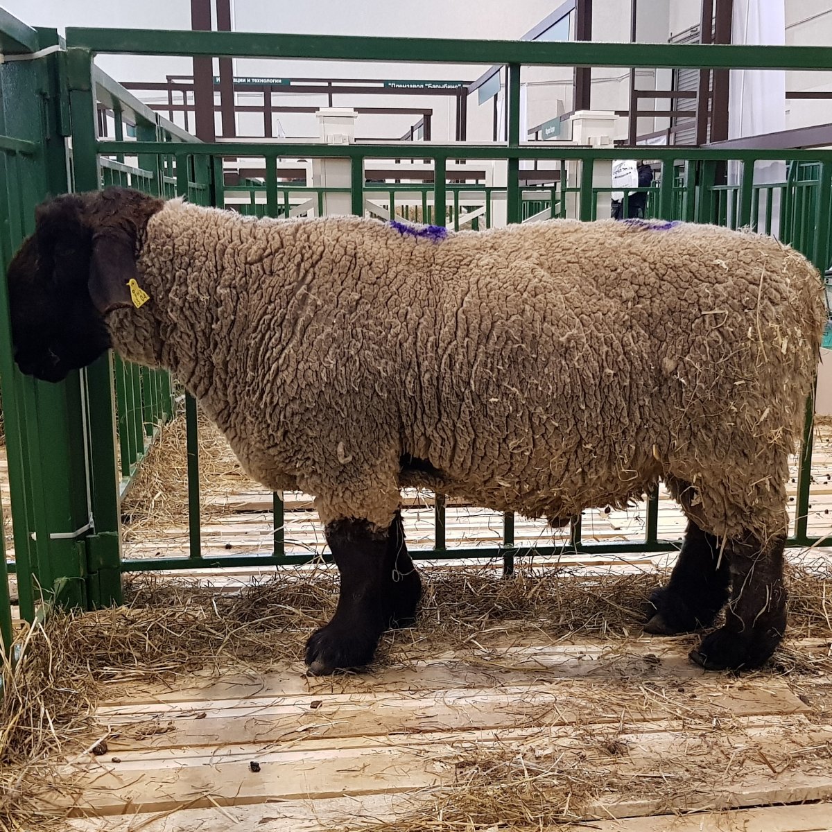 Тянь Шаньская порода овец