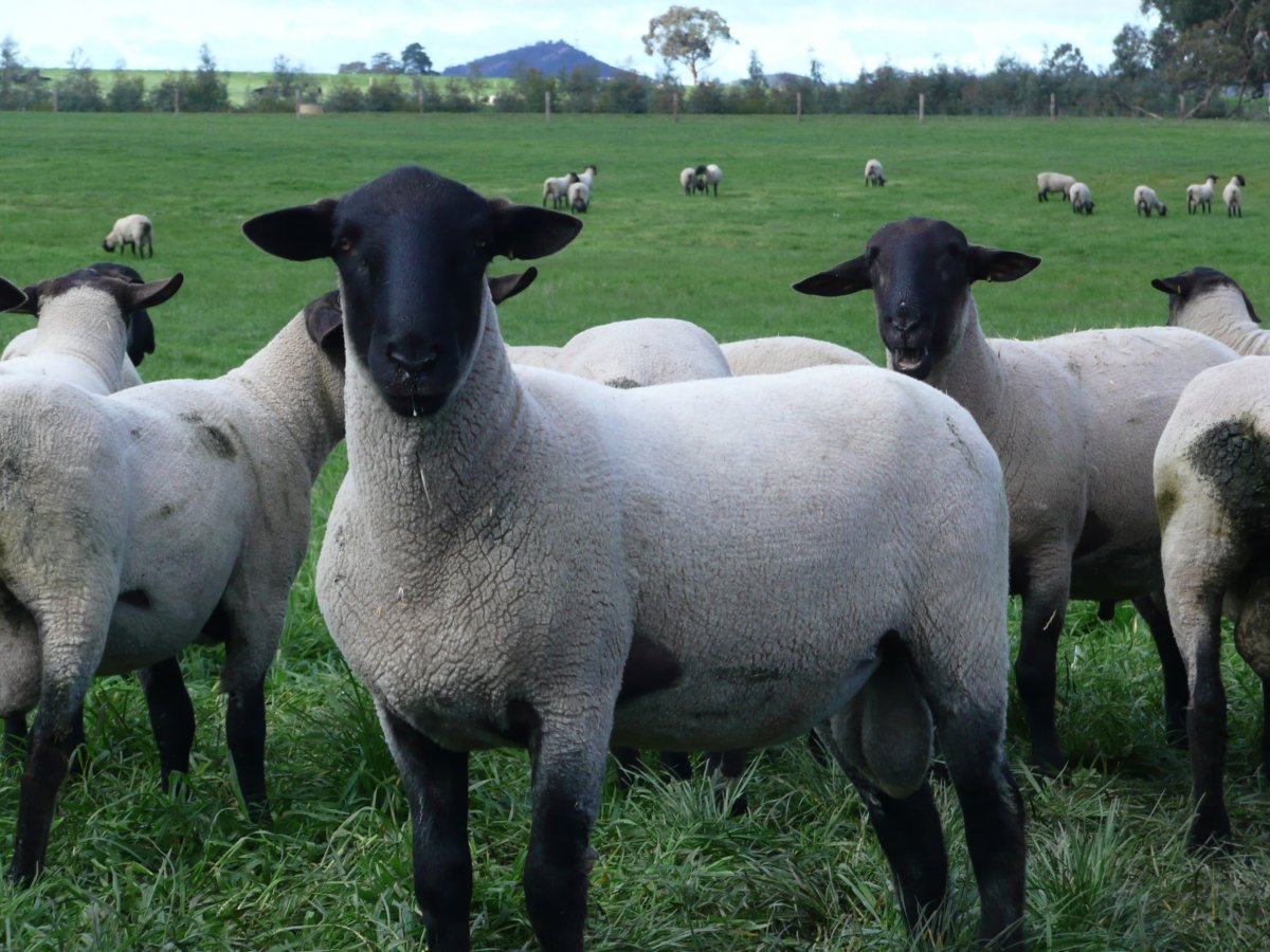 Шерсть Суффолк овцы