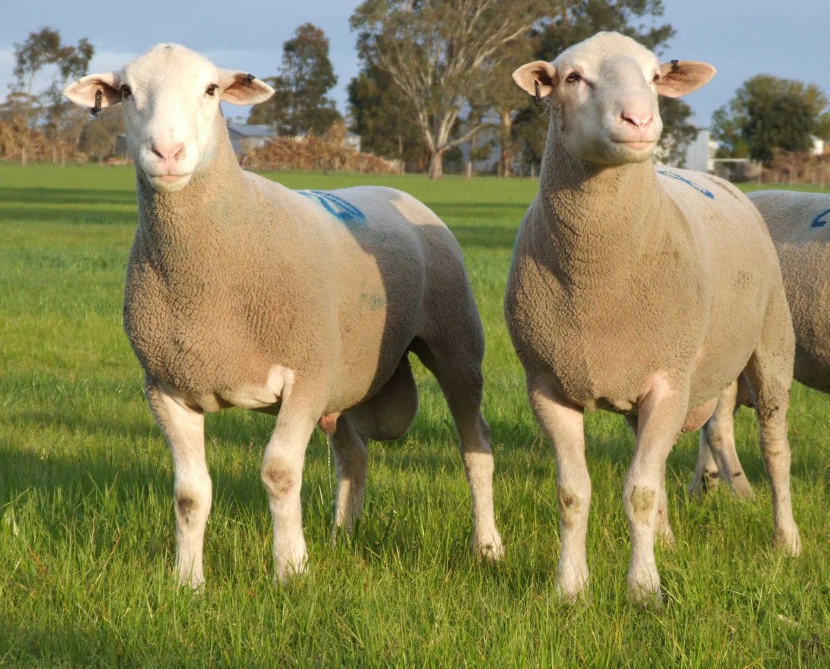 Суффолк овцы Детёныши