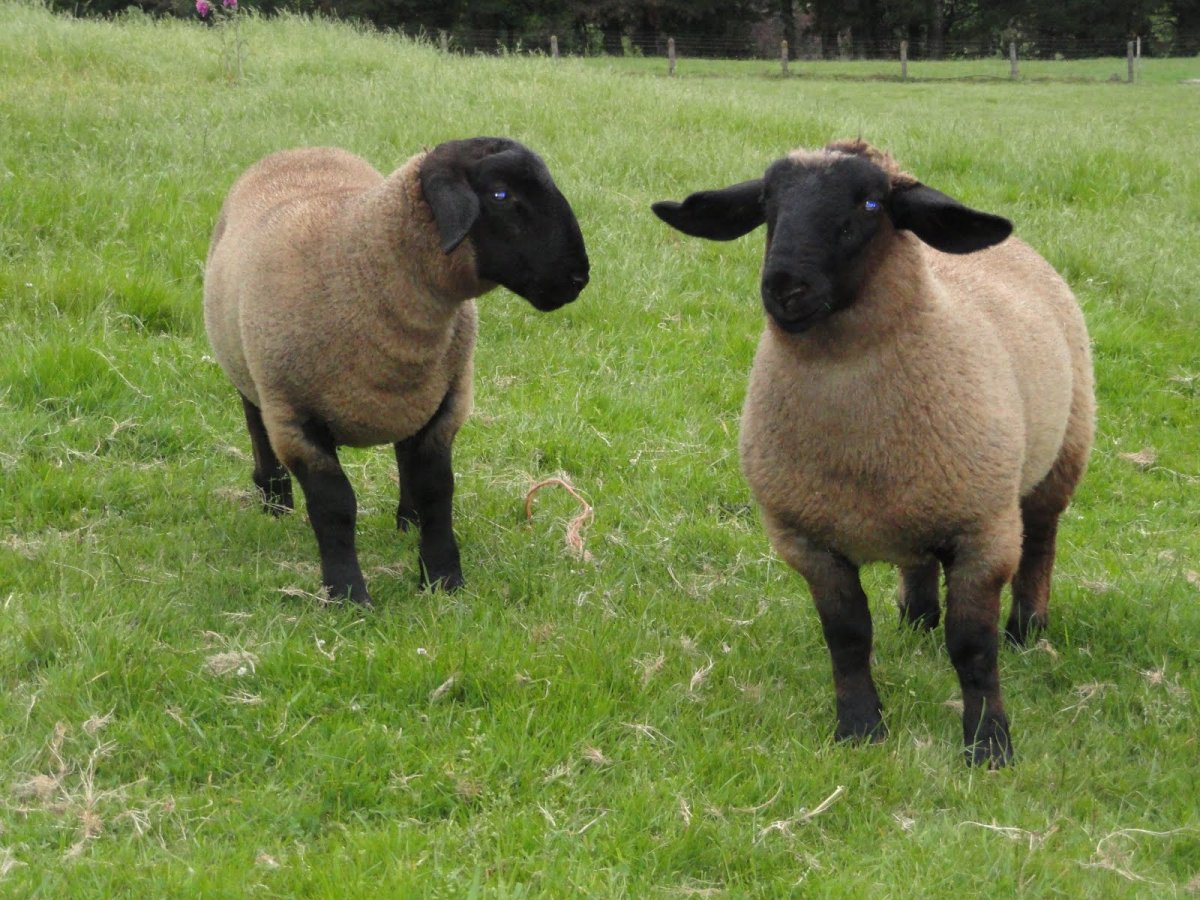 Суфолки бараны