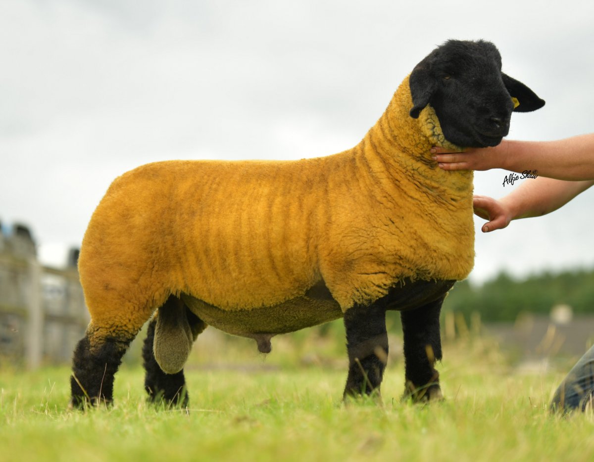 Саффолк порода овец