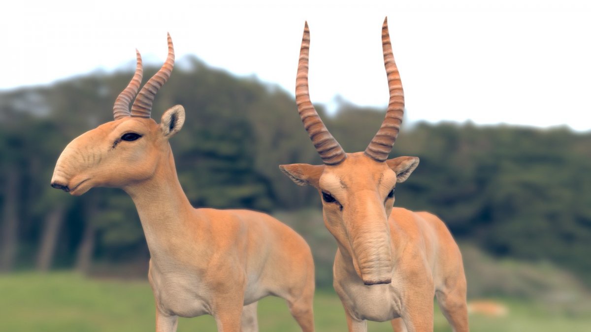 Анатомия сайгака