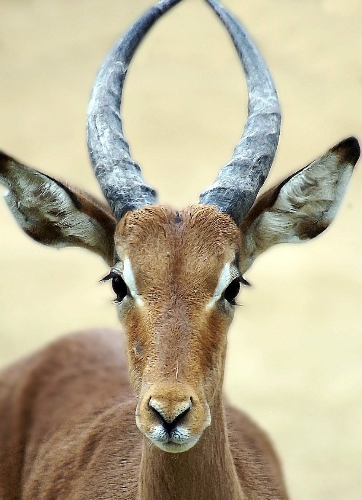 Сайгак мохнатый