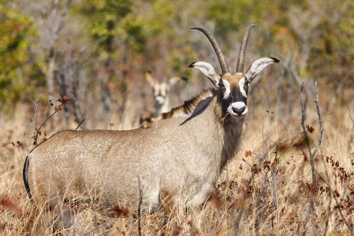 Косулья антилопа