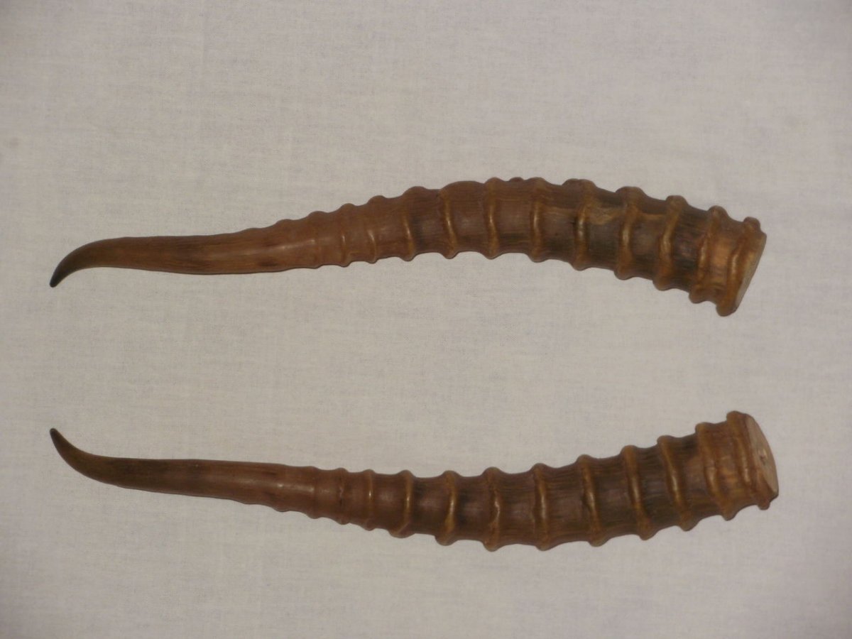 Длиннорогие антилопы