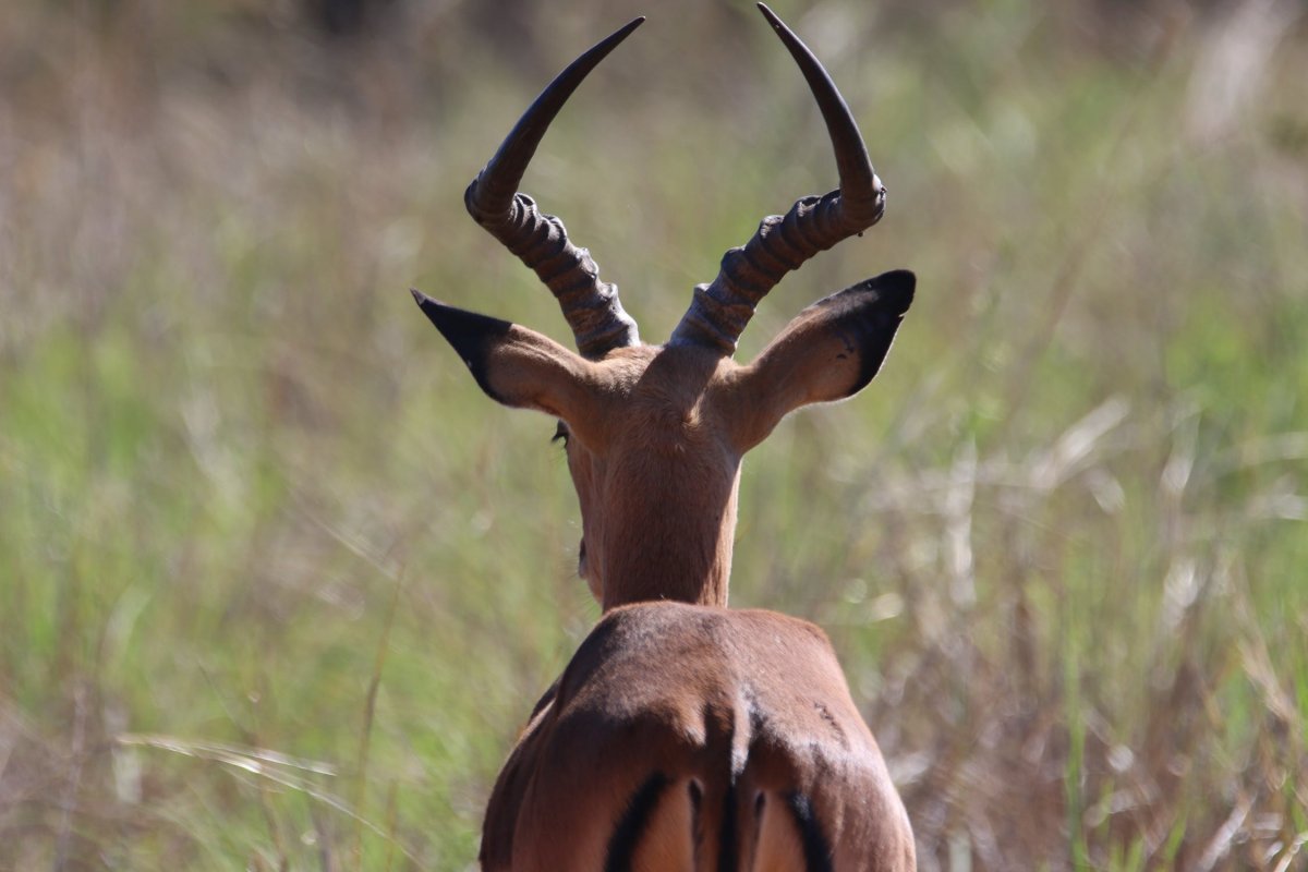Saiga tatarica tatarica