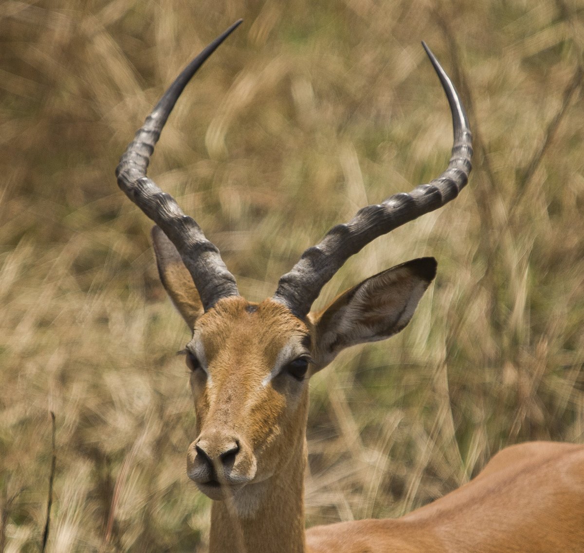 Африканская голубая антилопа