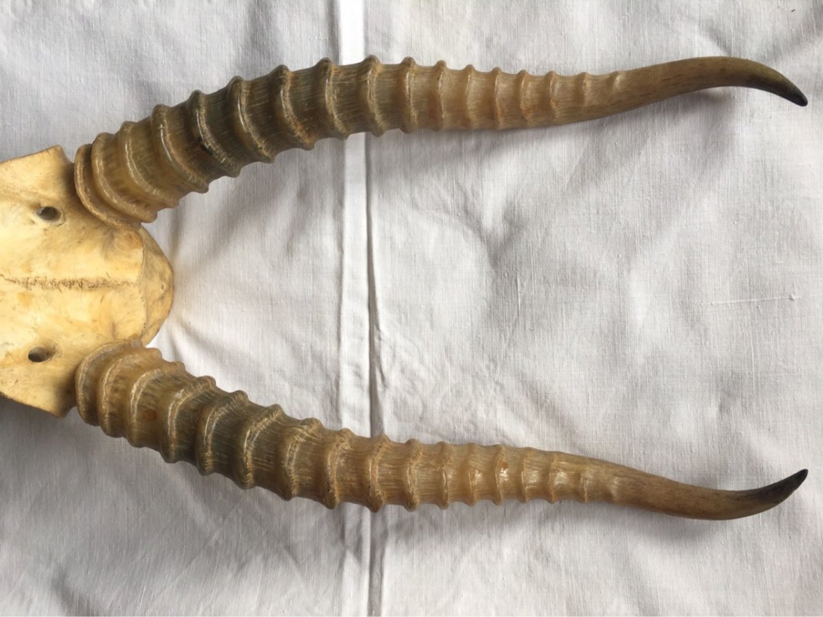 Винторогая антилопа