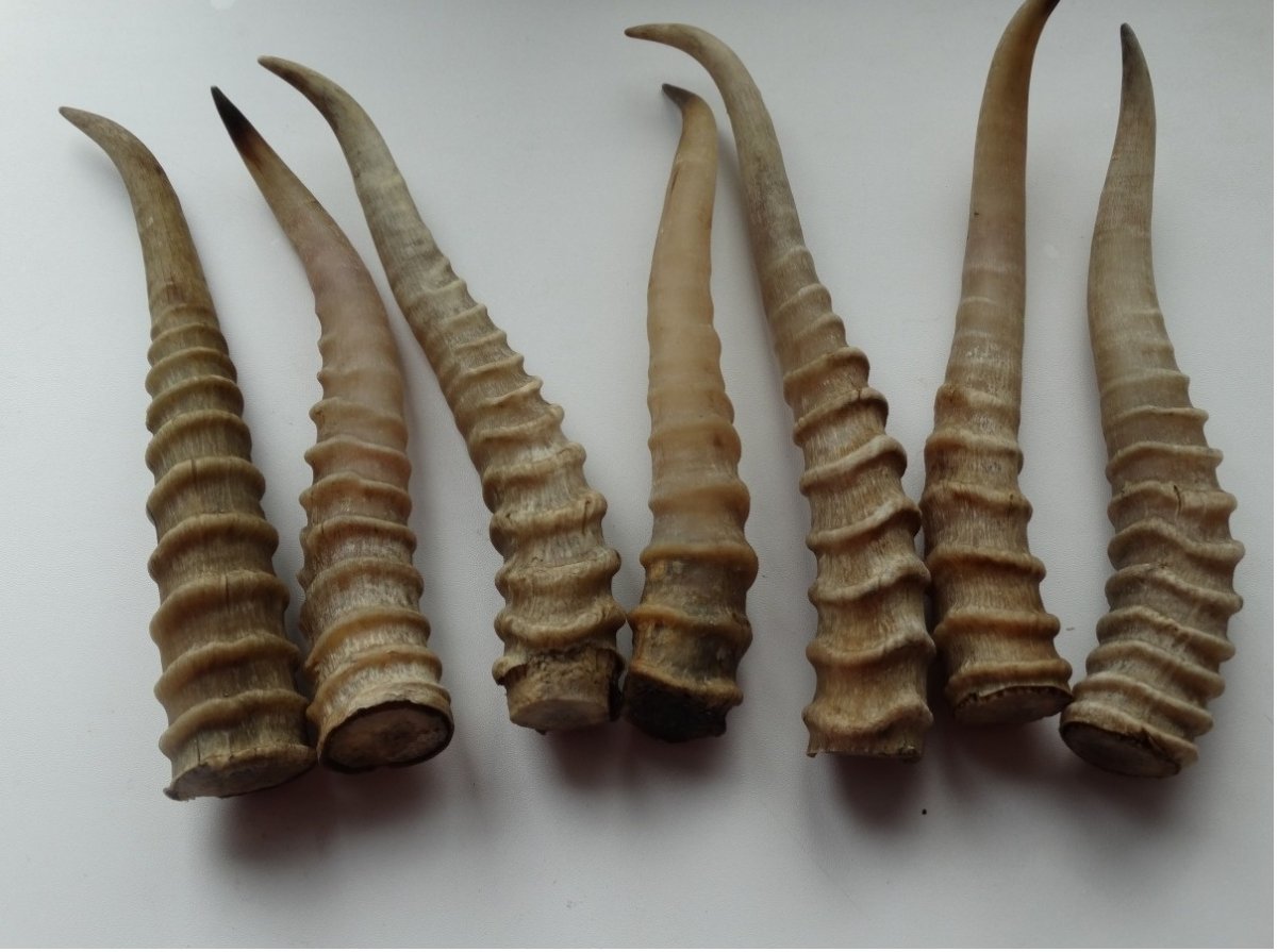 Антилопа водяной козел