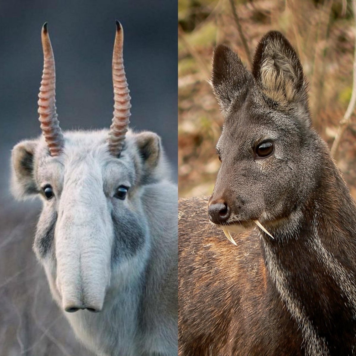 Антилопа Импала