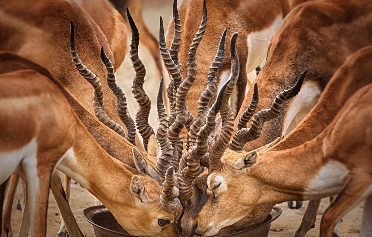 Рога сайгака