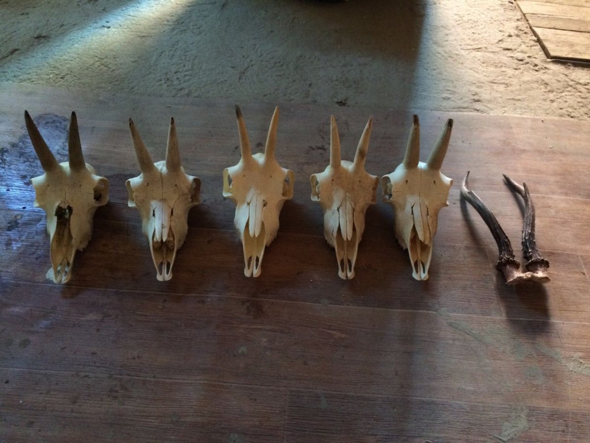 Винторогая антилопа куду