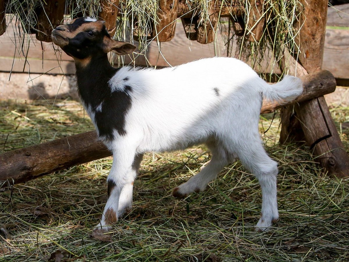 Коза лежит