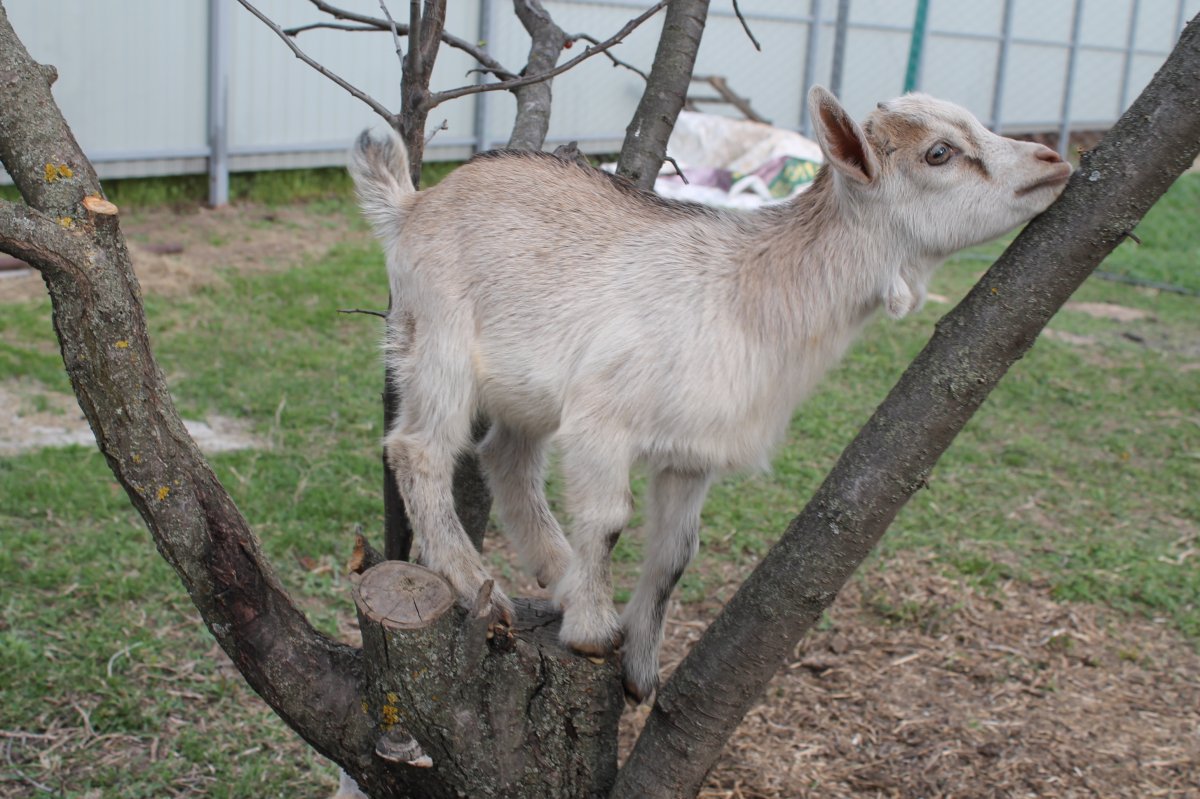 Европейская коза