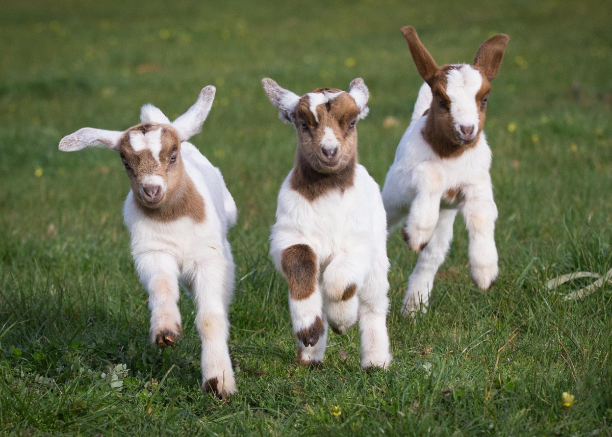 Бенадир козы