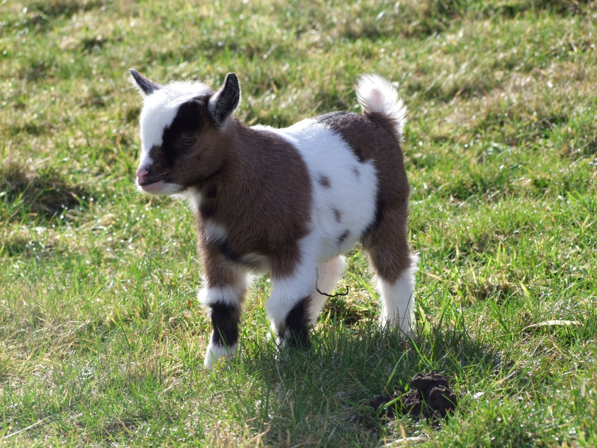 Коза мелкая