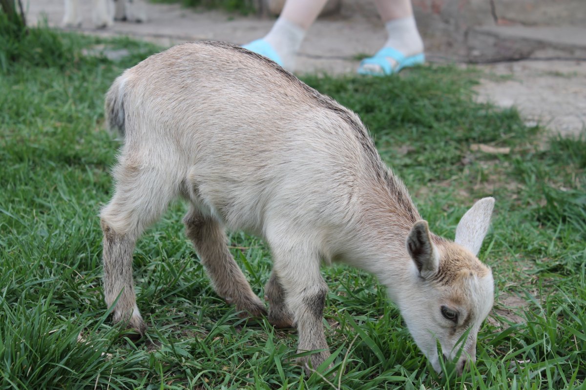 Камерунские Карликовые козы