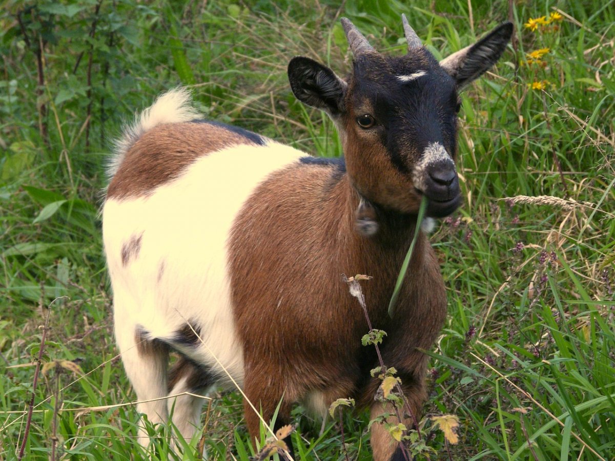 Перуанский козлик карликовый