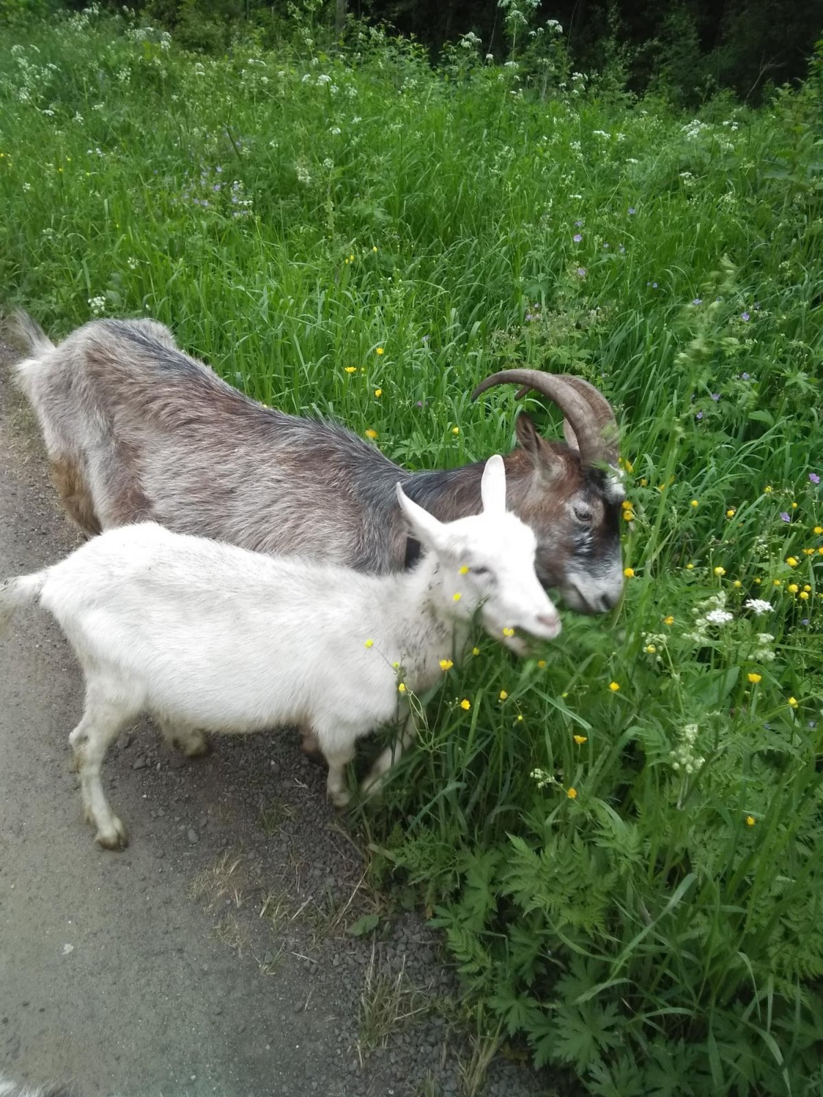 Камерунские козы пигмеи