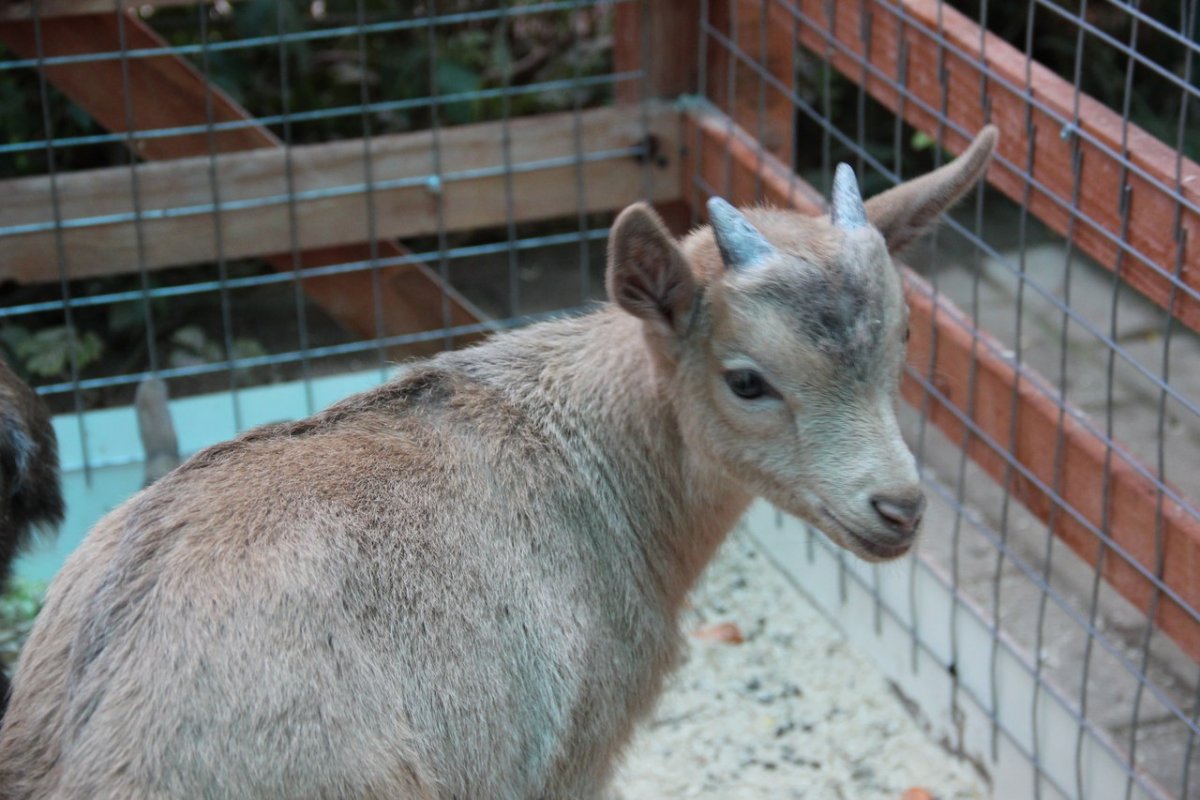 Мини козы камерунские