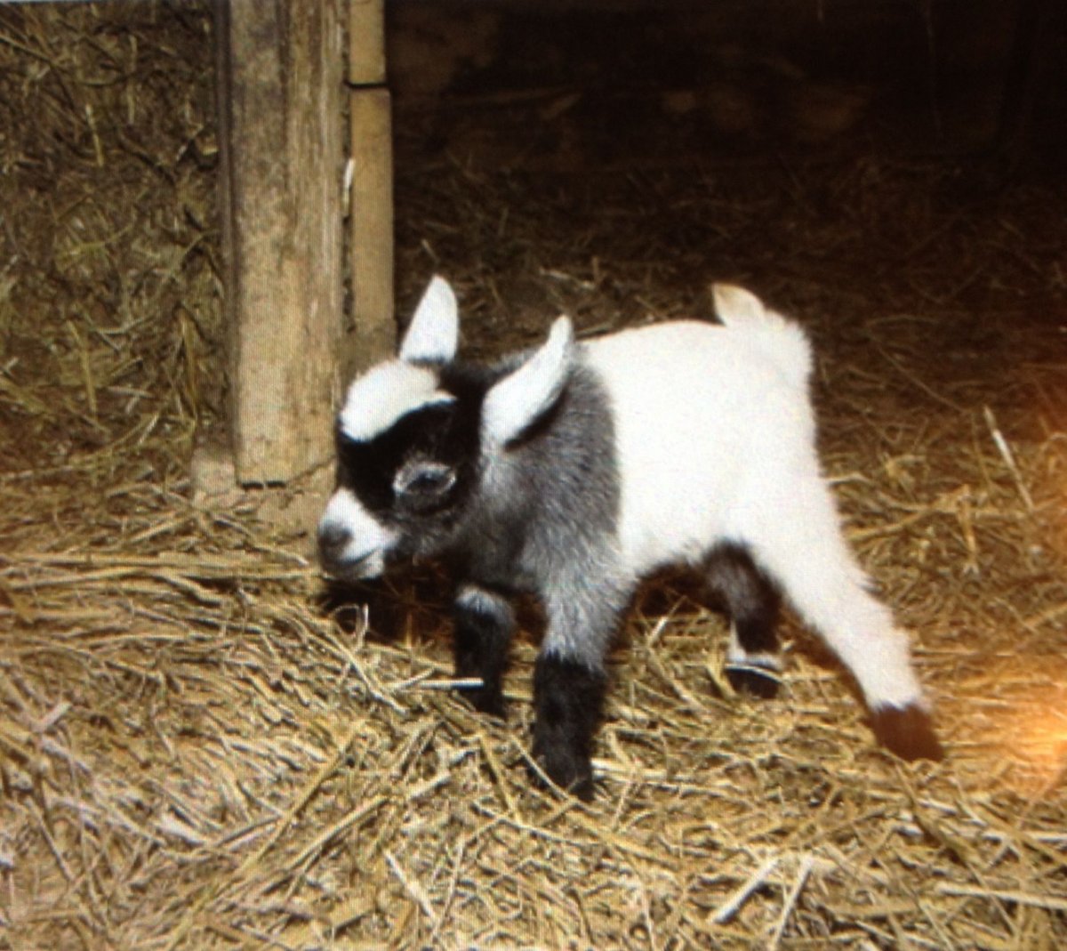 Карликовая коза взрослая рядом с человеку