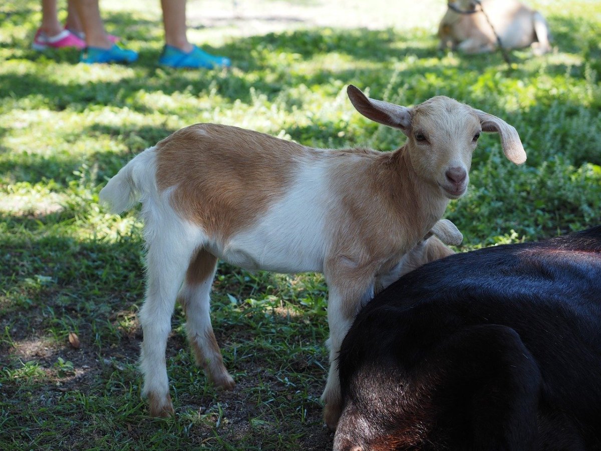 Самые милые козлята