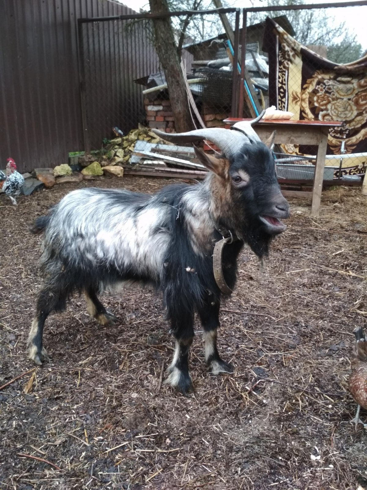 Белая карликовая коза