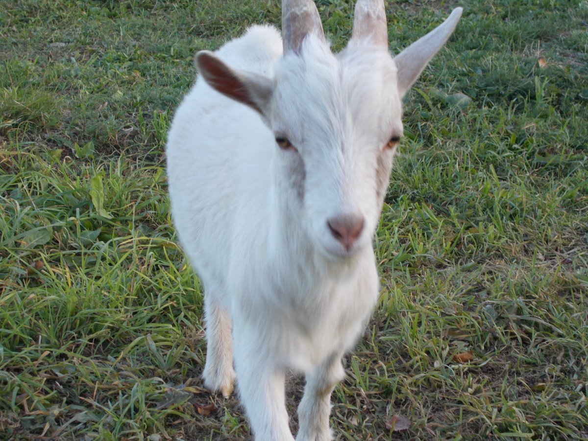 Камерунские козы