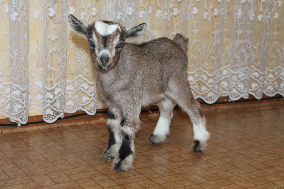 Козлята в свитерах