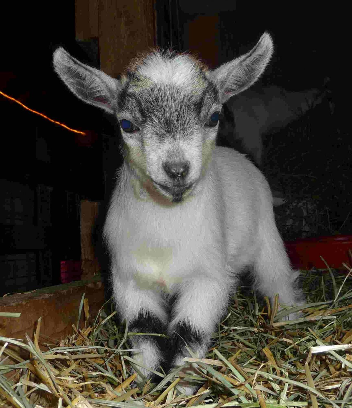 Камерунские козы