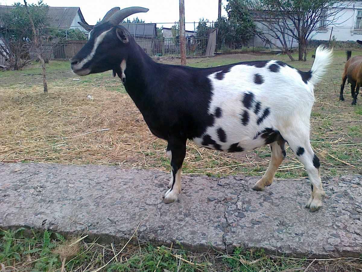 Карликовые козлята вес