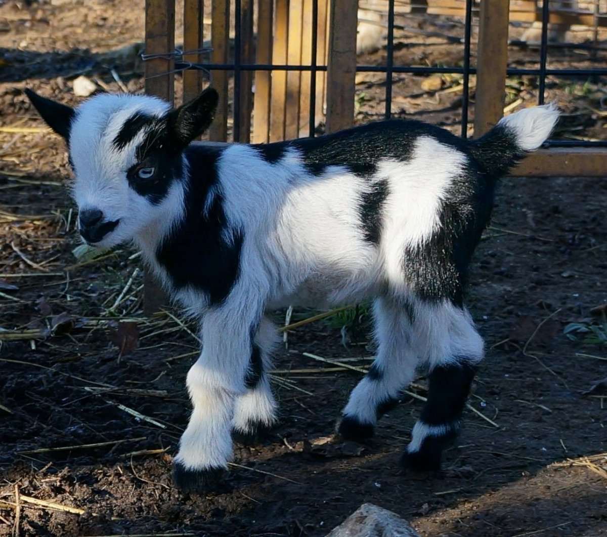 Камерунские козы